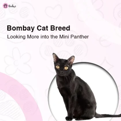 Bombay Cat Breed Mini Panther