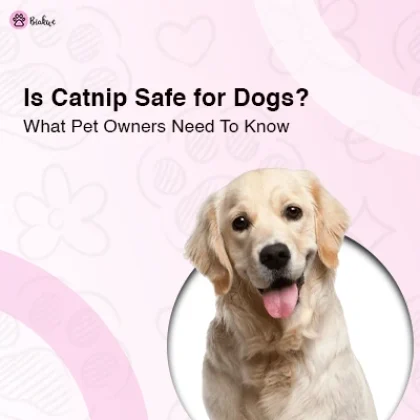 Can Dogs Have Catnip All Answer Inside