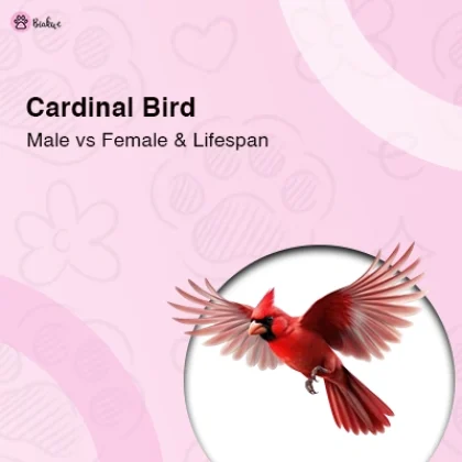 Cardinal Bird Guide Differences & How Long They Live