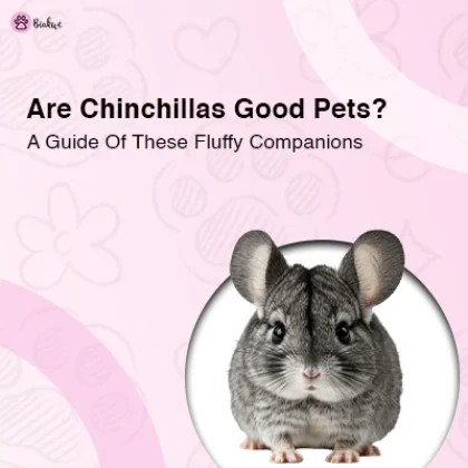 Chinchillas Good Pets A Detailed Guide Of These Fluffy Companions