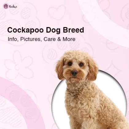 Cockapoo Dog Breed Temperament and Fun Facts
