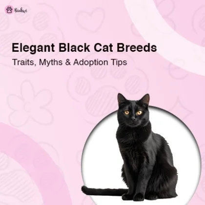 Cool Black Cat Breeds