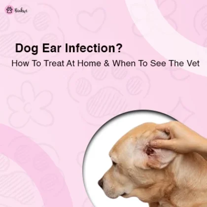Dog Ear Infection Treatment – At-Home Remedies & Care Tips