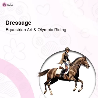 Dressage The Art of Equestrian Movement