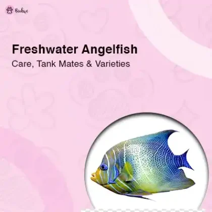 Freshwater Angelfish Care Guide