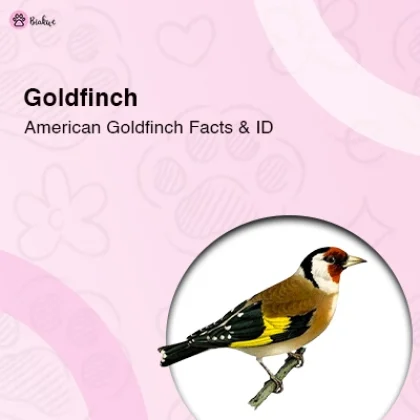 Goldfinch Identification Guide & American Goldfinch Facts