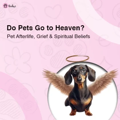 Guide to Pet Afterlife