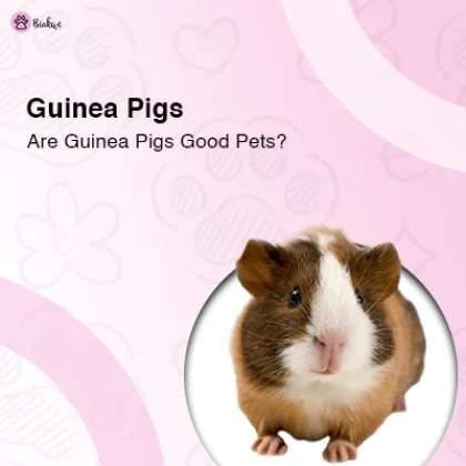 Guinea Pigs as Pets Pros and Cons You
