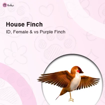 House Finch Identification Purple Finch Guide