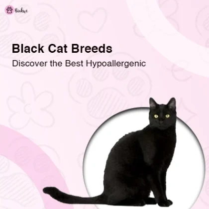 Hypoallergenic Black Cat Breeds Top Picks for Allergy Sufferers