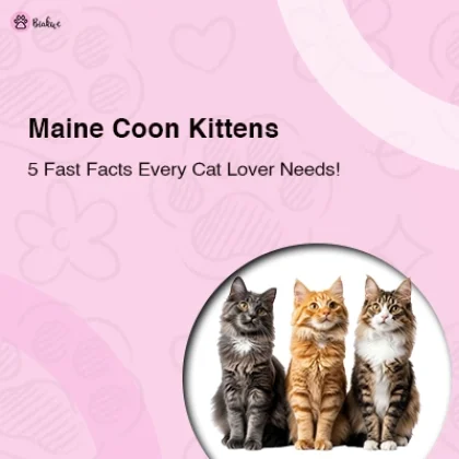 Maine Coon Kittens Full Guide