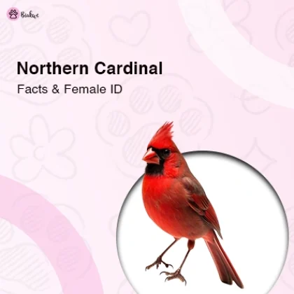 Northern Cardinal