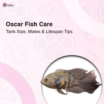 Oscar Fish Care Guide