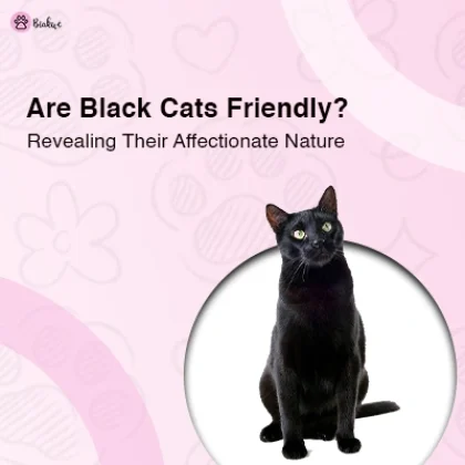 Personality and Habits of Black Cats