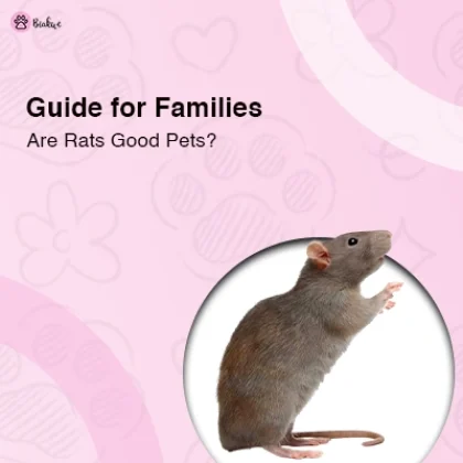 Pet Rats Care and Behaviour Guide