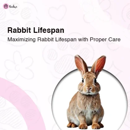 Rabbit Lifespan Guide Care Tips Healthy Life