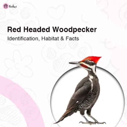 Red Headed Woodpecker Habitat, Diet and Fun Facts