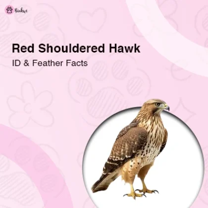 Red Shouldered Hawk How to Identify It and Fascinating Feather Facts