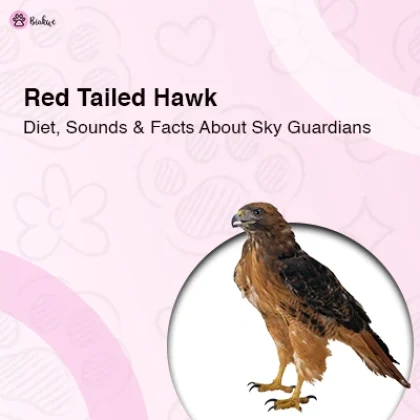 Red Tailed Hawk