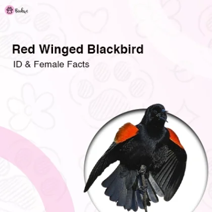 Red Winged Blackbird Identification Guide & Fascinating Female Facts