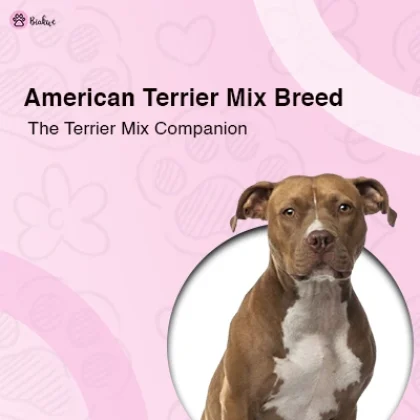 Terrier Mix Care Tips and Popular Crossbreeds