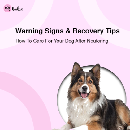 Warning Signs After Neutering Dog & Post-Surgery Tips