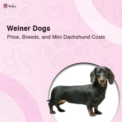 Weiner Dogs Costs