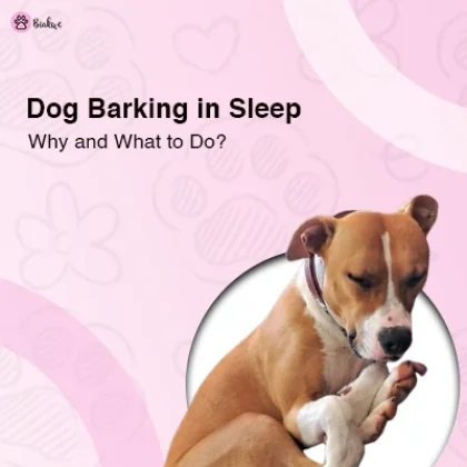 Why My Dog Barking in Sleep