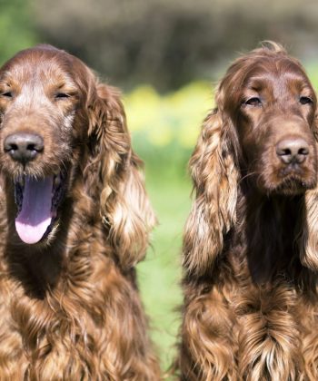 happy-irish-setter-dogs.jpg