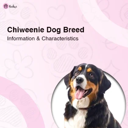 Chiweenie Dog Breed Information and Characteristics