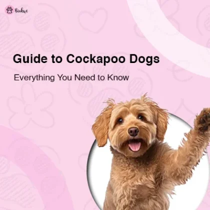 A Complete Guide to Cockapoo Dogs: Everything You Need to Know