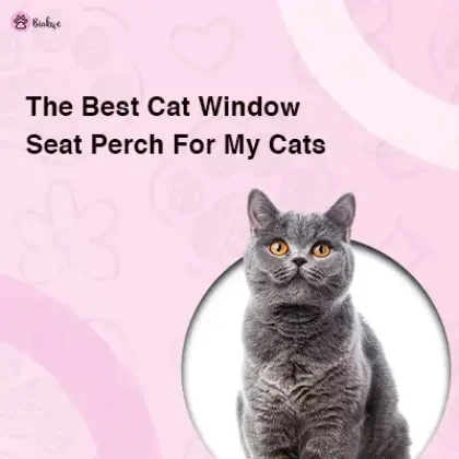 cat room