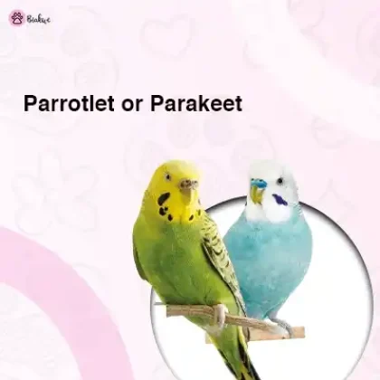 parrotlet