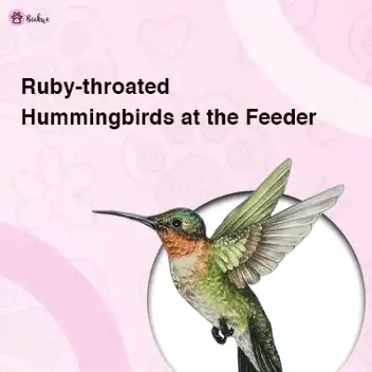 ruby throated hummingbird