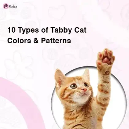 grey tabby cat